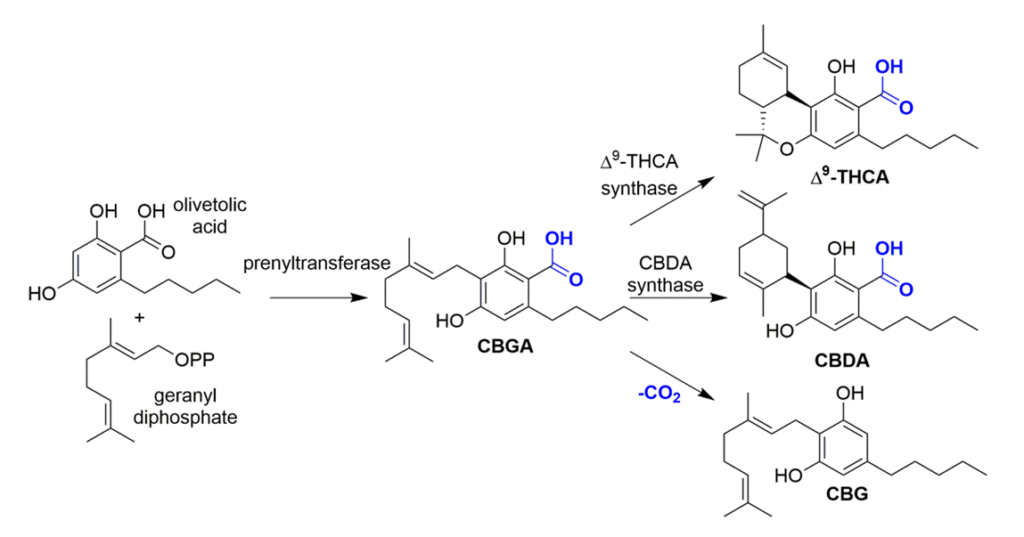 cbga molecule graphic for beyond thc & cbd blog