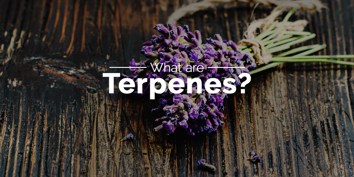 What are terpenes cover